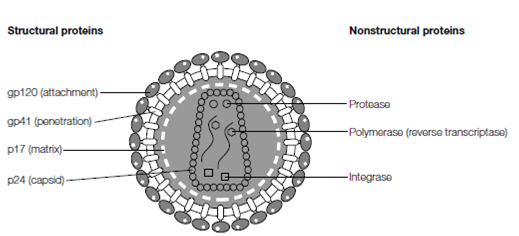 2062_Structural proteins.png